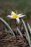 Tulipa turkestanica. Цветущее растение. Южный Казахстан, Таласский Алатау, зап. Аксу-Джабаглы, склон на подъёме от ущ. Жетымсай. 12.04.2013.