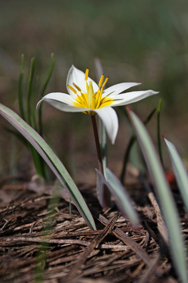 Изображение особи Tulipa turkestanica.