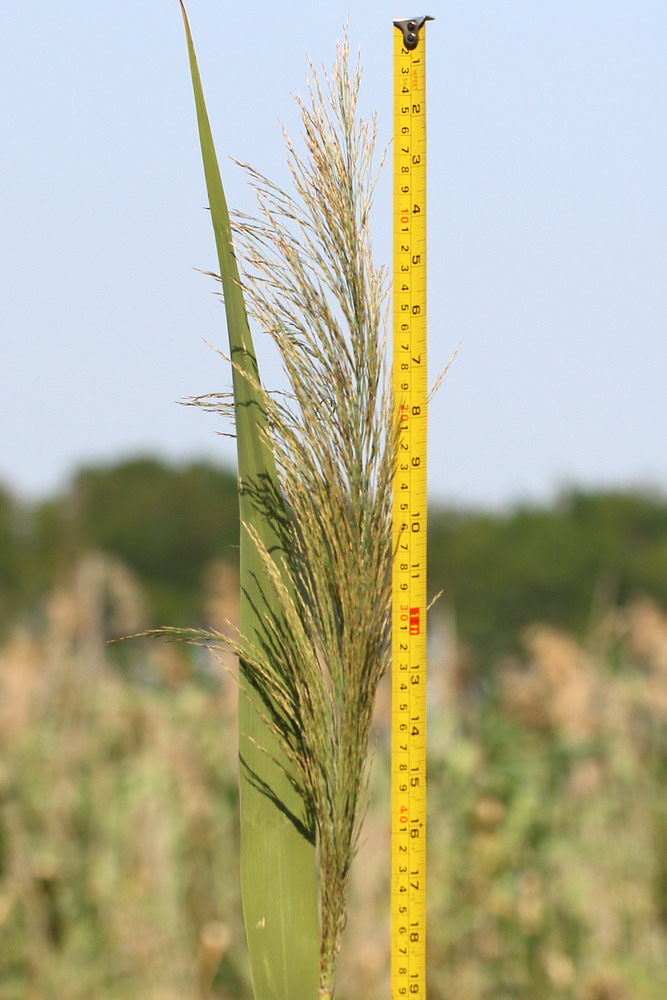 Image of Phragmites altissimus specimen.