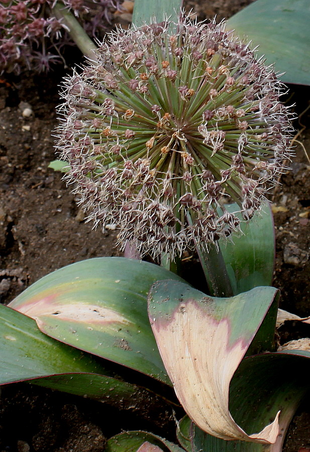 Image of Allium karataviense specimen.