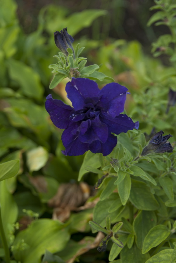 Изображение особи Petunia × atkinsiana.