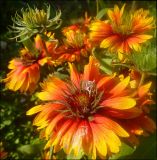 Gaillardia aristata