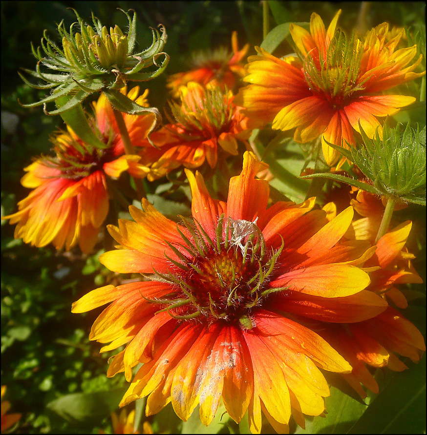 Изображение особи Gaillardia aristata.