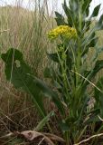 Senecio schwetzowii