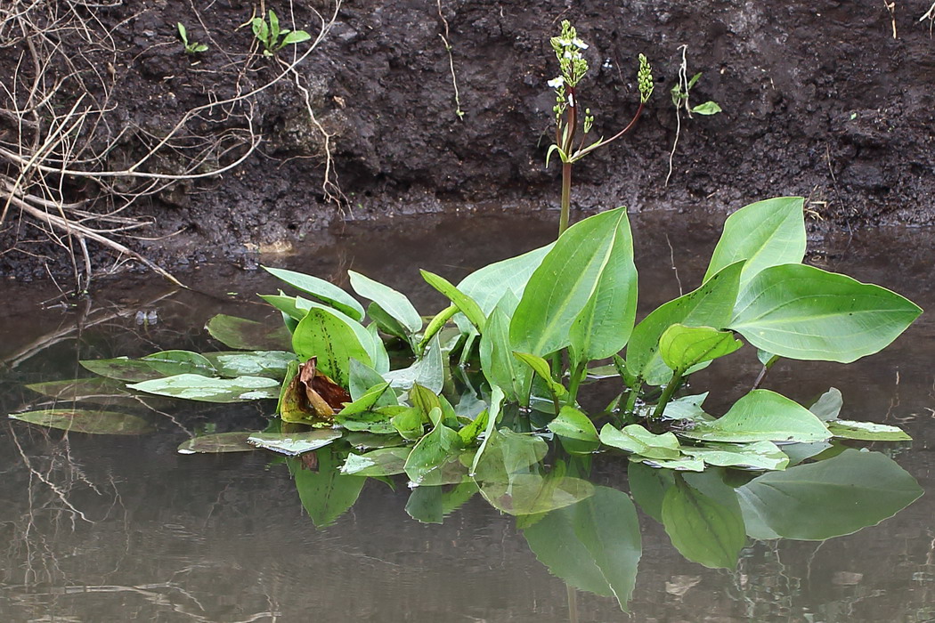 Image of Alisma plantago-aquatica specimen.