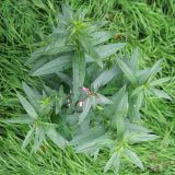 Lythrum virgatum