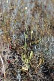 Amberboa turanica. Зацветающее растение. Южный Казахстан, восточная граница пустыни Кызылкум. 07.05.2013.
