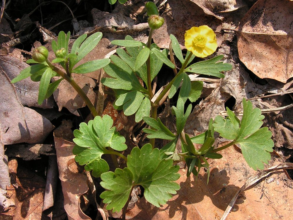 Image of Ranunculus franchetii specimen.