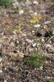 Ferula karataviensis. Цветущее растение. Южный Казахстан, горы Каракус. 16.05.2013.