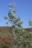Lonicera nummulariifolia. Верхушка цветущего растения. Южный Казахстан, хр. Каржантау, ущ. Кызылбулак, левый склон. 27.05.2013.