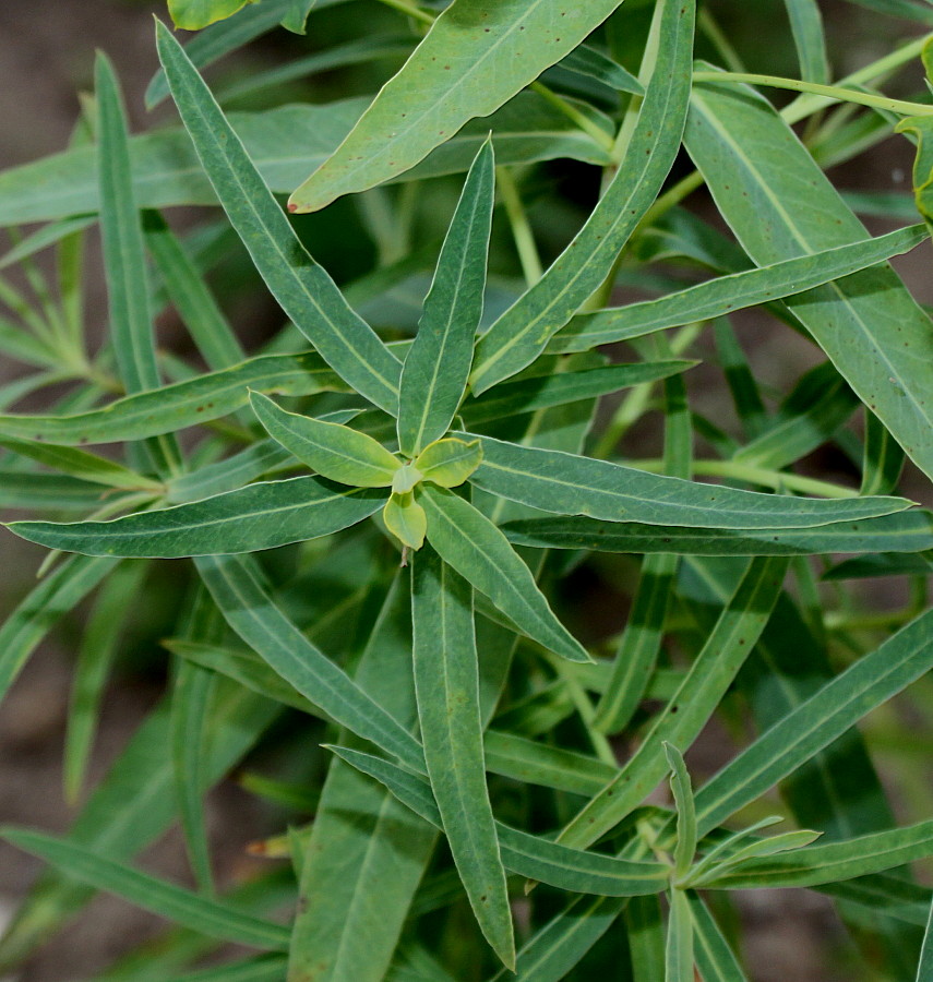 Image of Euphorbia lucida specimen.