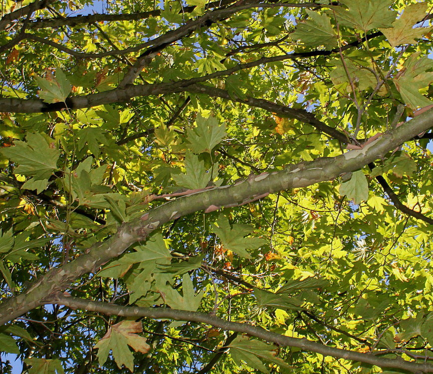 Изображение особи Platanus orientalis.