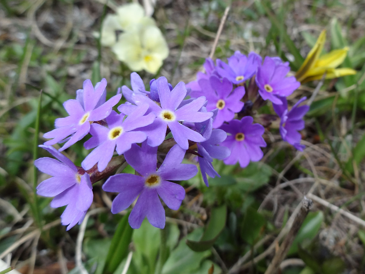 Изображение особи Primula algida.