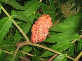 Rhus typhina