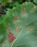 Betula humilis