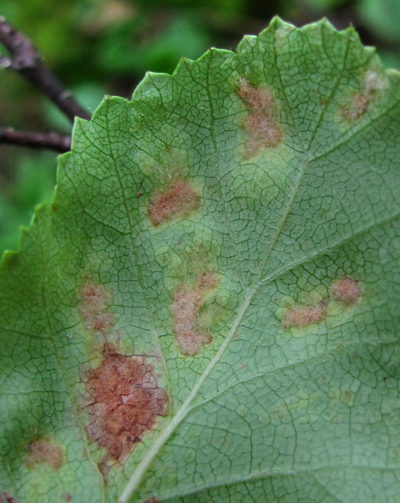 Изображение особи Betula humilis.