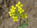 Brassica campestris. Соцветие. Иркутская обл., пригород Иркутска, обочина гравийной дороги. 17.06.2009.