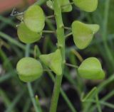 Muscari pulchellum