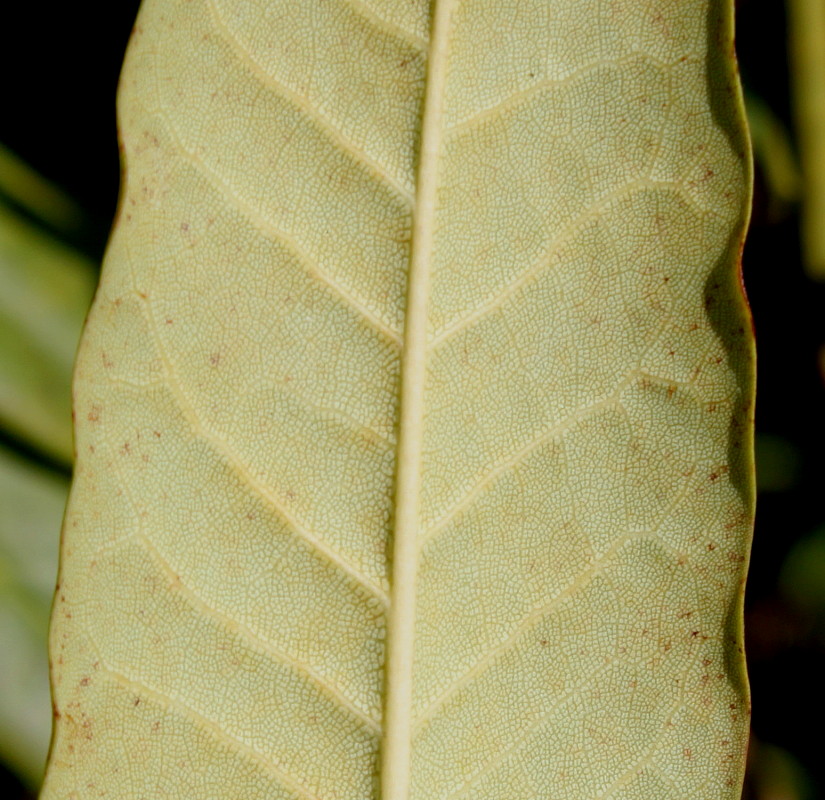 Image of Rhododendron macrophyllum specimen.