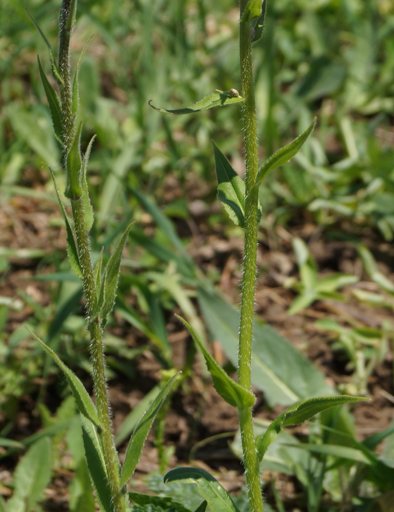 Image of Hesperis sibirica specimen.