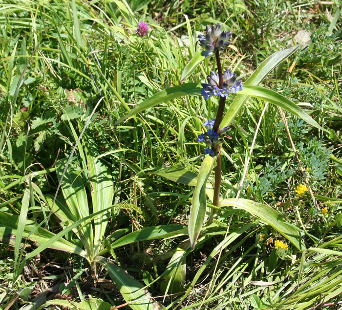 Изображение особи Gentiana macrophylla.