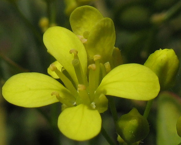 Image of Biscutella laevigata specimen.