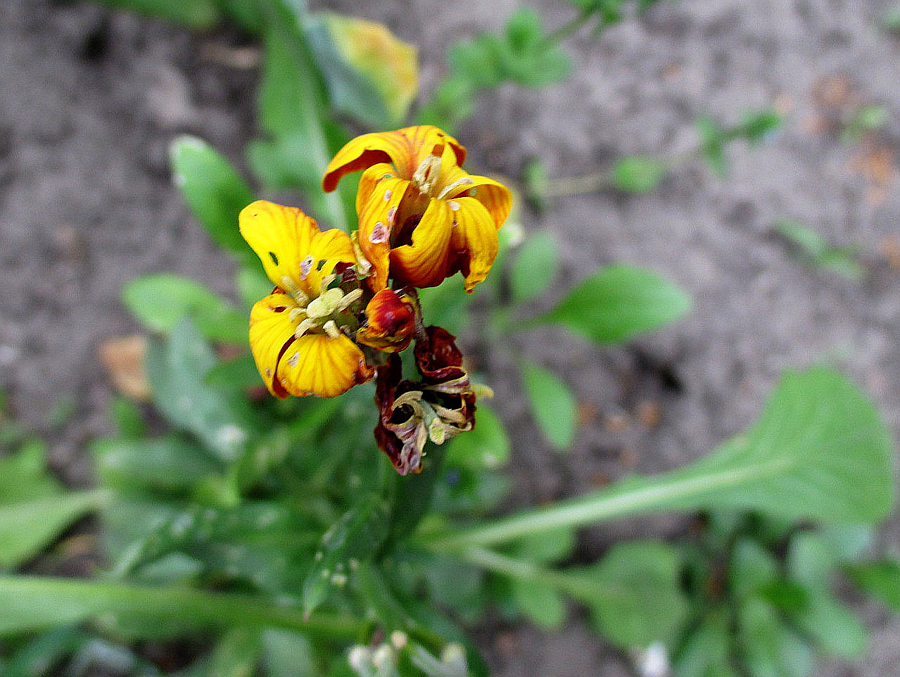 Image of Cheiranthus cheiri specimen.