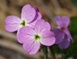 genus Malcolmia. Цветки. Греция, п-ов Пелопоннес, окр. г. Катаколо. 22.03.2011.