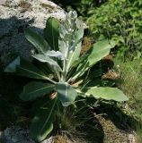 Verbascum gnaphalodes