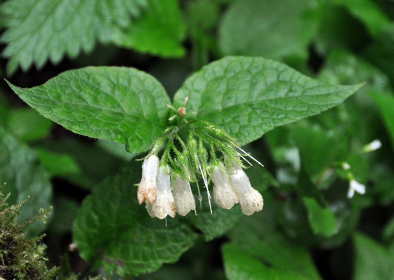 Image of Symphytum grandiflorum specimen.