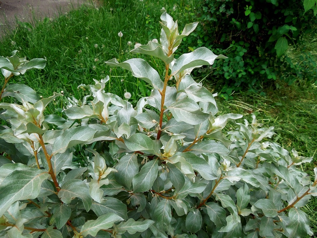 Image of Elaeagnus commutata specimen.