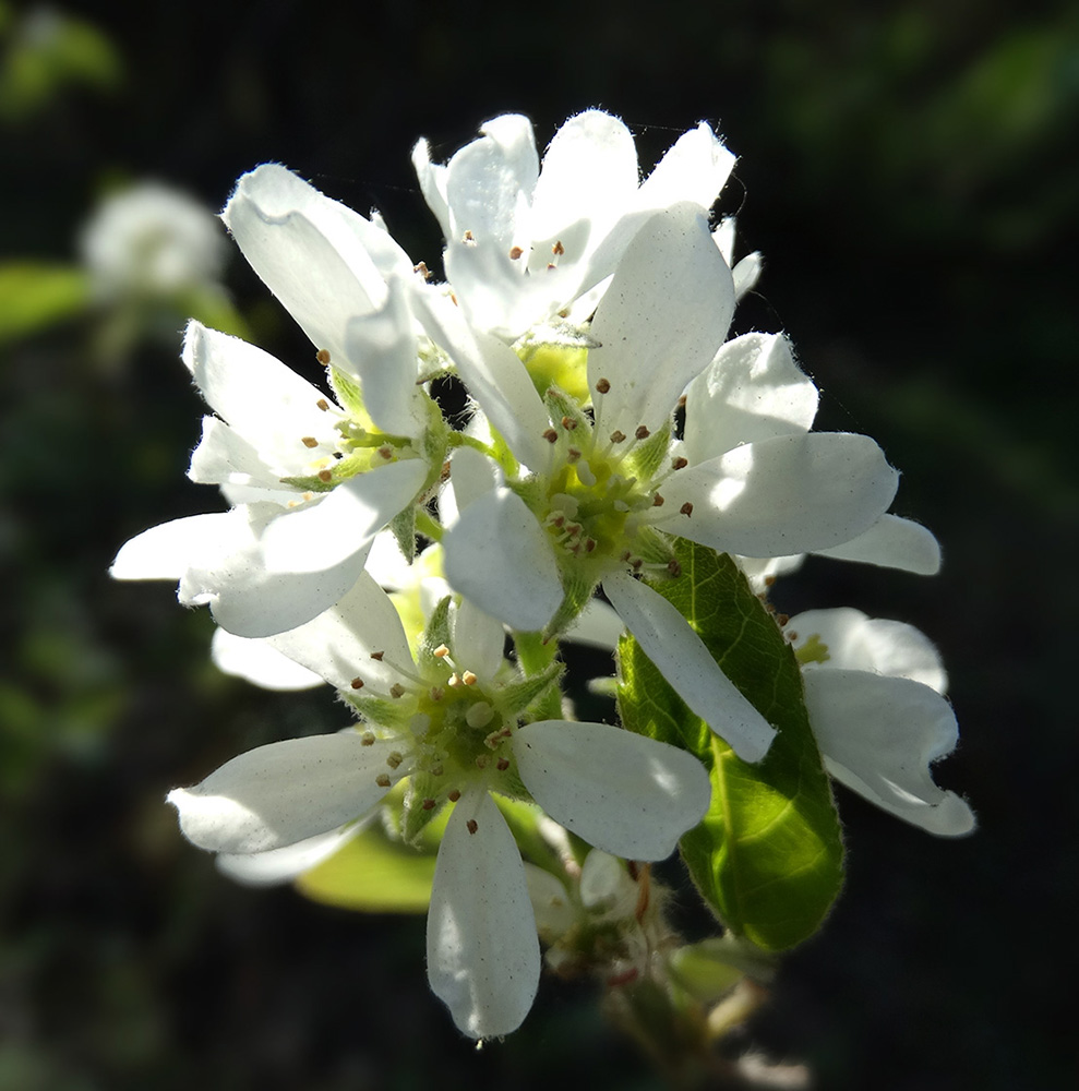 Изображение особи Amelanchier ovalis.