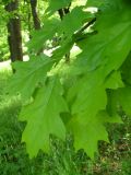 Quercus rubra. Листья. Ставропольский край, г. Кисловодск, парк, в посадках (43°53′44,91″ с.ш., 42°43′46,25″ в.д.). 27.05.2014.