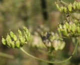 Heracleum sibiricum. Плоды. Архангельская обл., Пинежский р-н. Начало августа 2008 г.