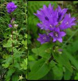 Campanula cephalotes