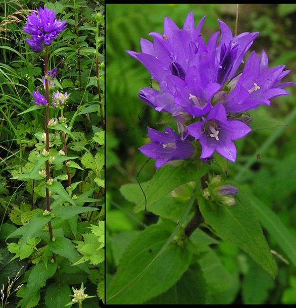 Image of Campanula cephalotes specimen.