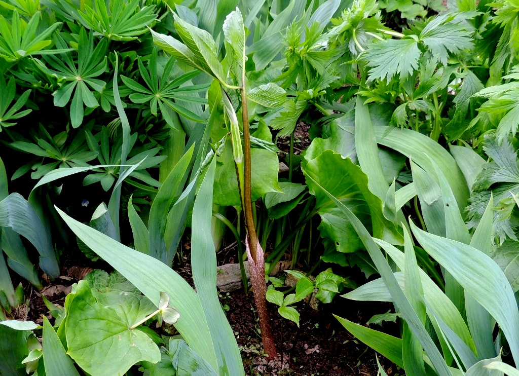 Изображение особи Arisaema sachalinense.