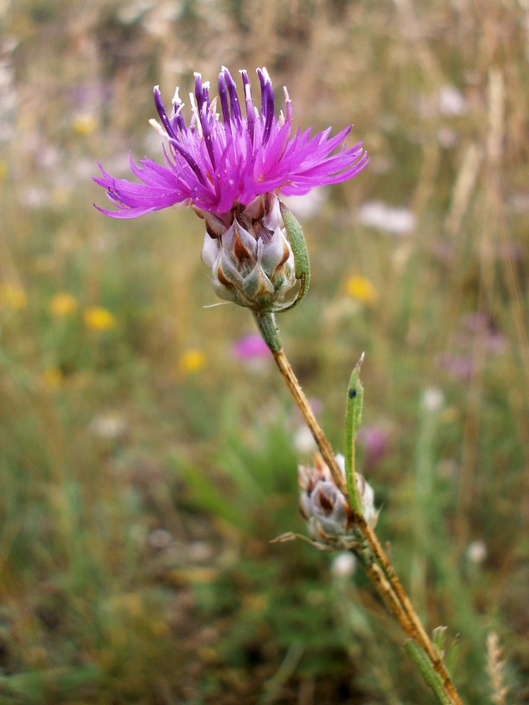 Изображение особи Centaurea sterilis.