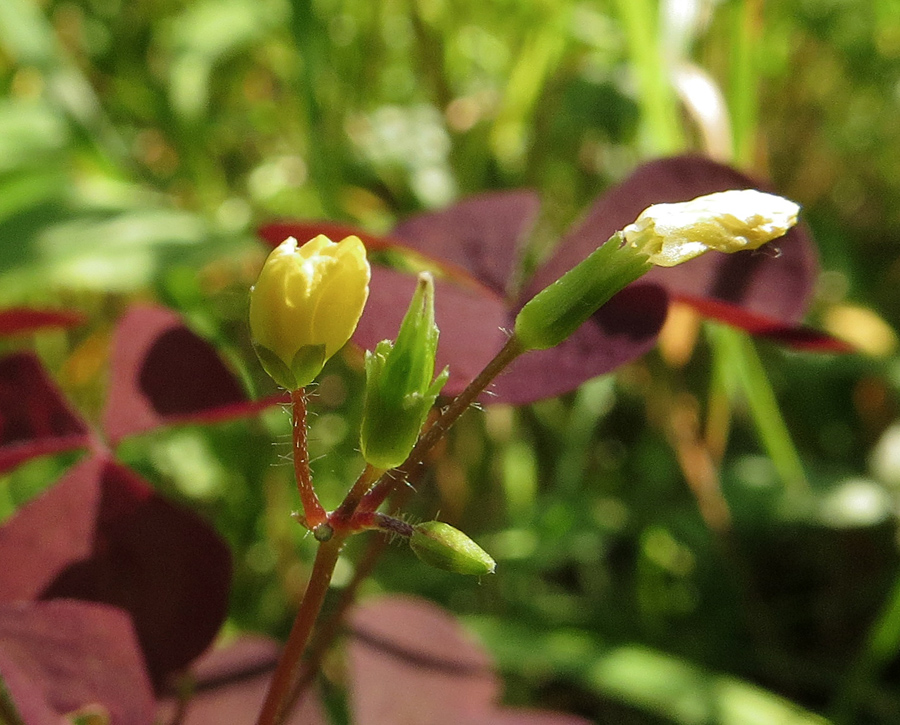 Изображение особи Oxalis stricta.