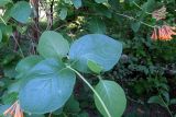 Lonicera × brownii. Листья. Москва, Филиал Ботсада МГУ \"Аптекарский огород\". 03.06.2014.