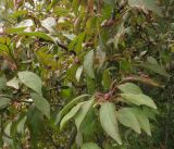 View full-size image Malus niedzwetzkyana