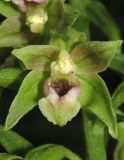 Epipactis persica. Цветок. Крым, окр. Ялты, гора Лапата, сосновый лес. 18 июля 2014 г.