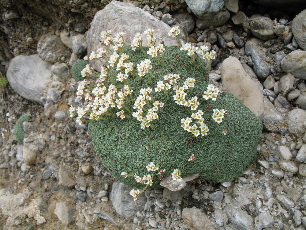 Изображение особи Saxifraga alberti.