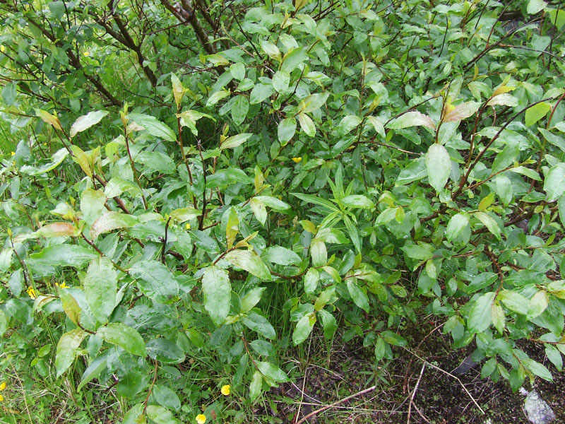 Image of Salix phylicifolia specimen.