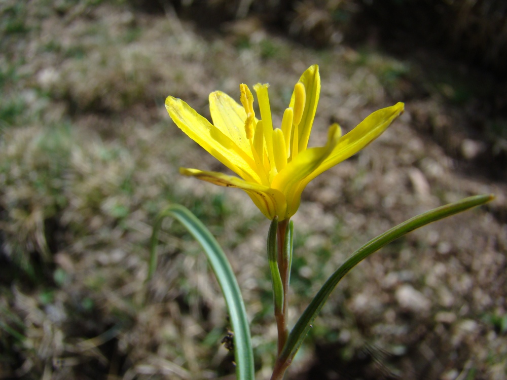 Image of Gagea neo-popovii specimen.