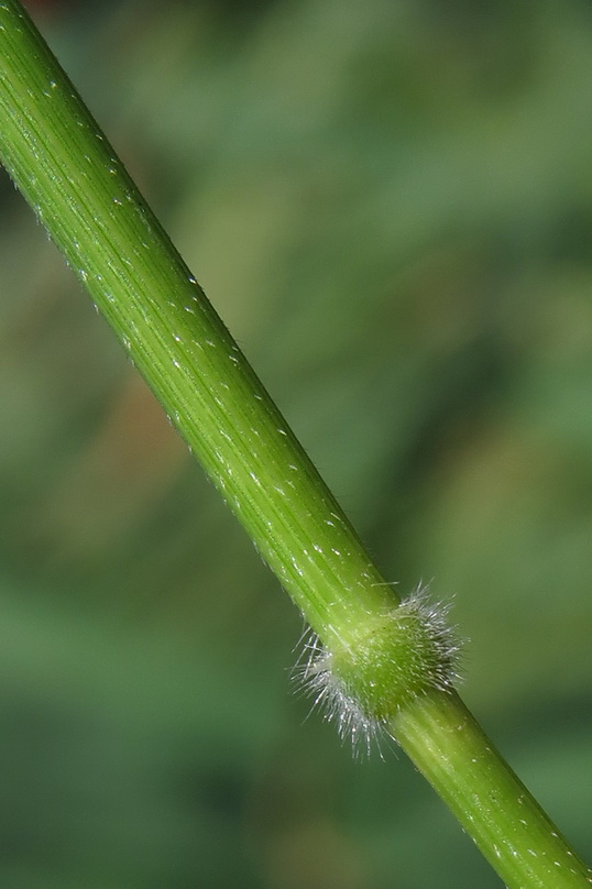 Изображение особи Leersia oryzoides.