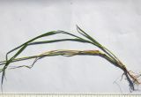 Hordeum violaceum