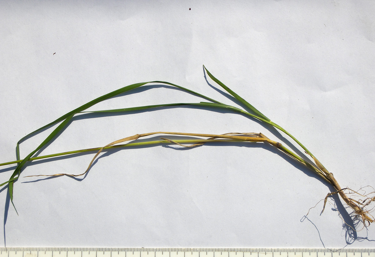 Image of Hordeum violaceum specimen.