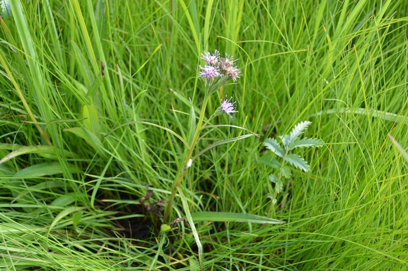 Image of Saussurea nuda specimen.