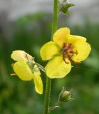 Verbascum blattaria. Часть стебля с цветками и плодами. Республика Абхазия, Новый Афон, у ж.-д. полотна. Август 2014 г.